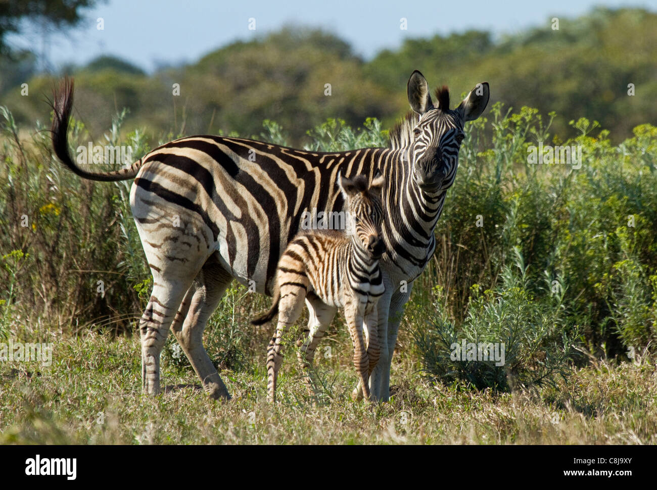 La mère et le bébé zèbre des plaines en Afrique du Sud Banque D'Images