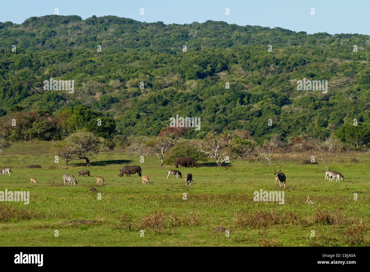 Groupe d'animaux y compris des rhinocéros, des zèbres, des koudous et reedbuck pâturage sur l'herbe fraîche dans iSimnagaliso Wetland Park Banque D'Images