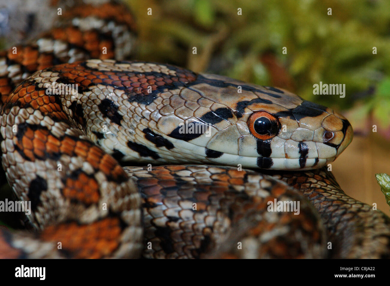 Serpent, serpents, Leopard, serpent Zamenis situla, bibelots, serpent, reptile reptiles, portrait, protégés, en voie de disparition, grèce, grec, Banque D'Images