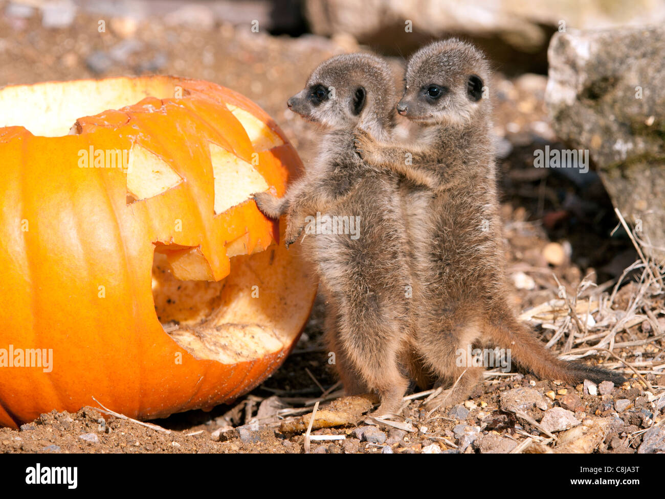 Meerkats bébé et de citrouille Banque D'Images