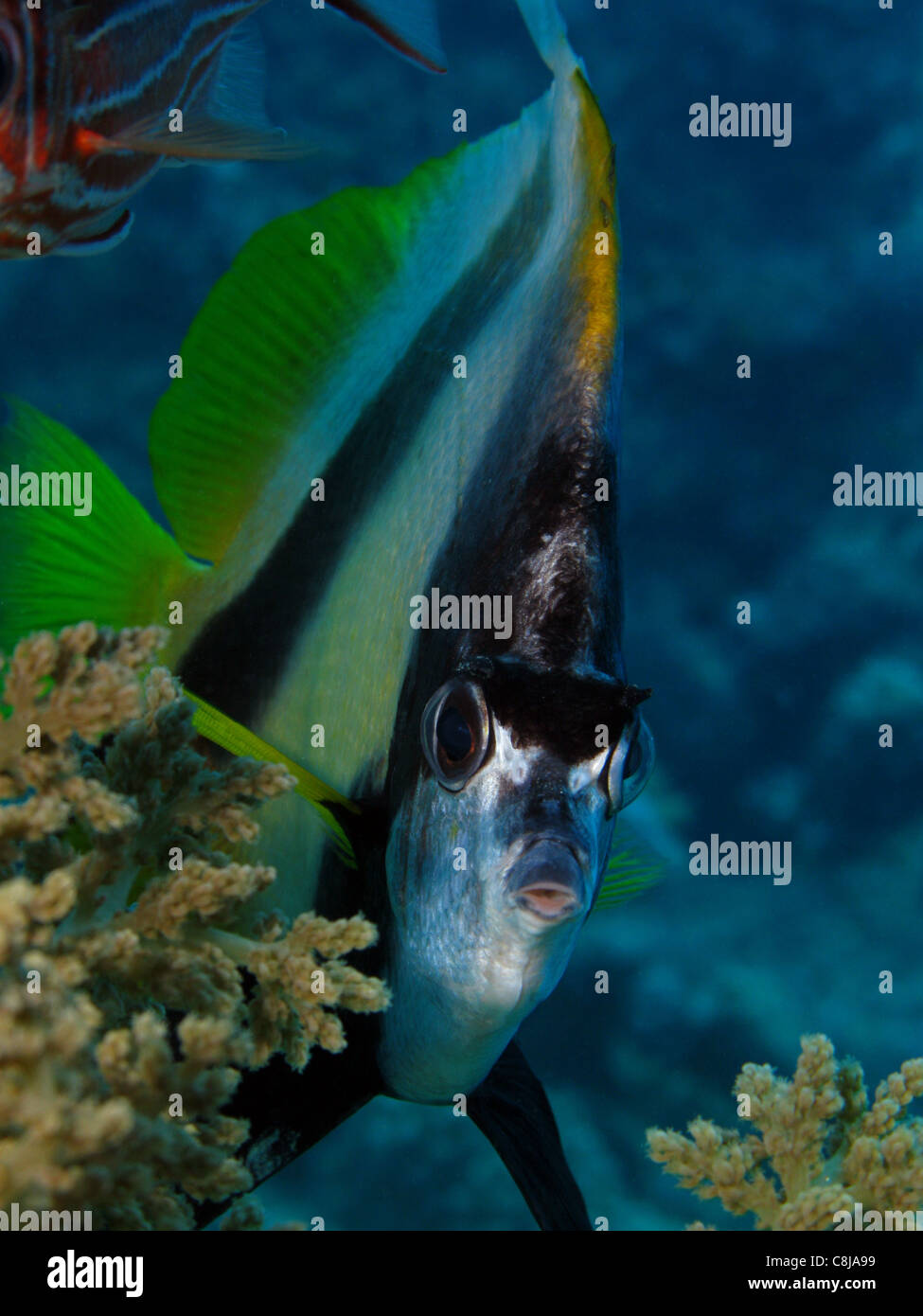 Red Sea Bannerfish - Heniochus intermedius Banque D'Images