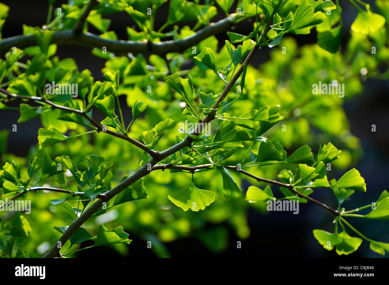 Les branches et les feuilles d'un ginkgo biloba arbre dans le soleil. Banque D'Images