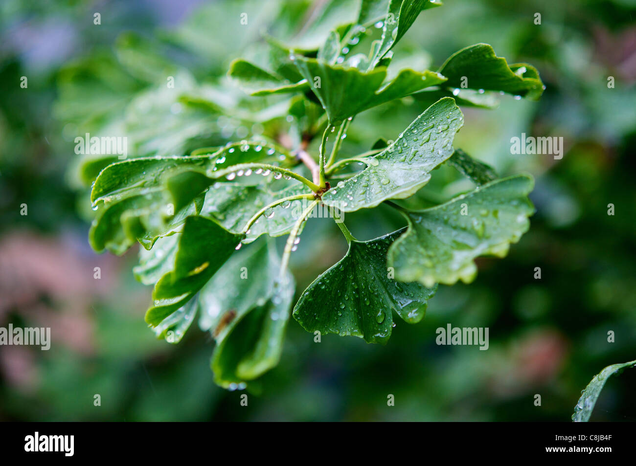 Le Ginkgo biloba arbre dans le jardin avec des gouttes de pluie. Banque D'Images