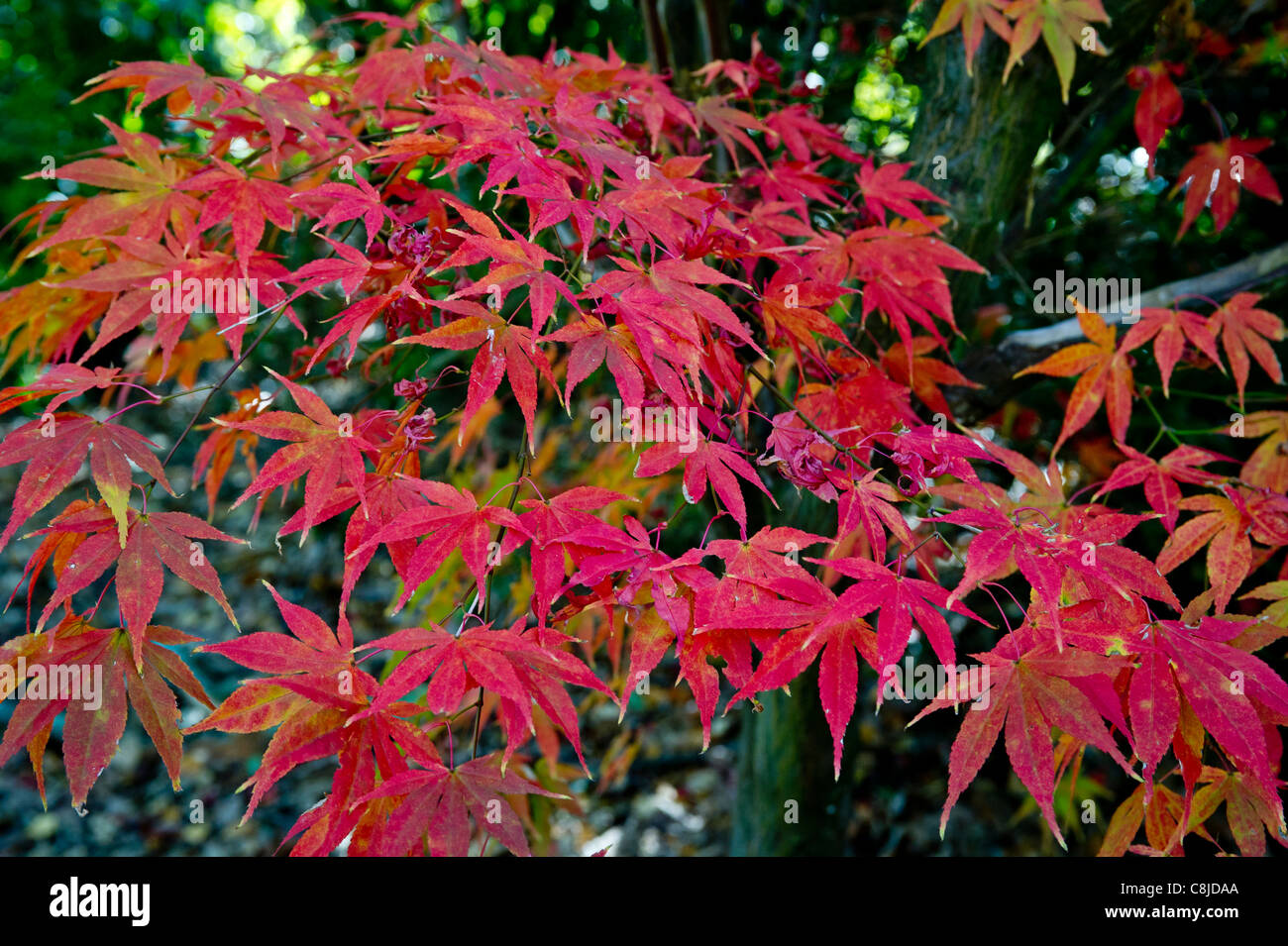 Japonais rouge érable acer en automne Banque D'Images