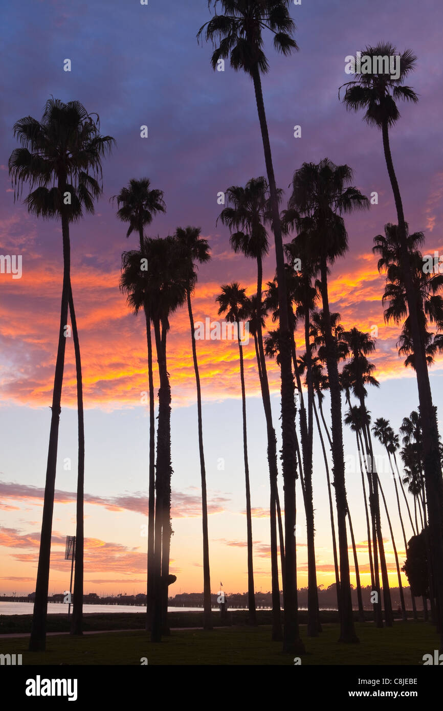Palmiers le long du Boulevard Cabrillo au coucher du soleil, Santa Barbara, Californie, États-Unis d'Amérique Banque D'Images