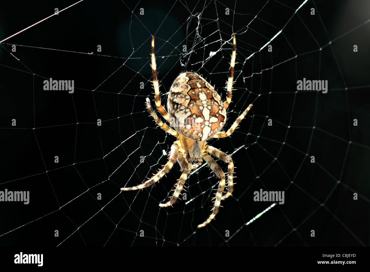 Jardin ou Cross et Spider Araneus diadematus ( web ) Banque D'Images