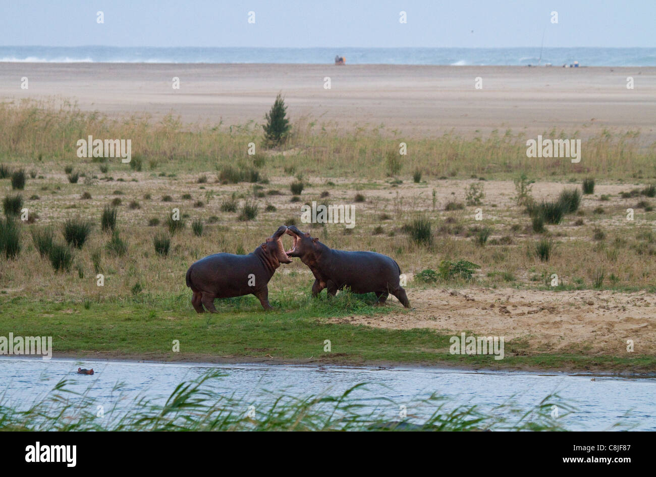 Deux hippopotame lutte sur le bord de l'estuaire Banque D'Images