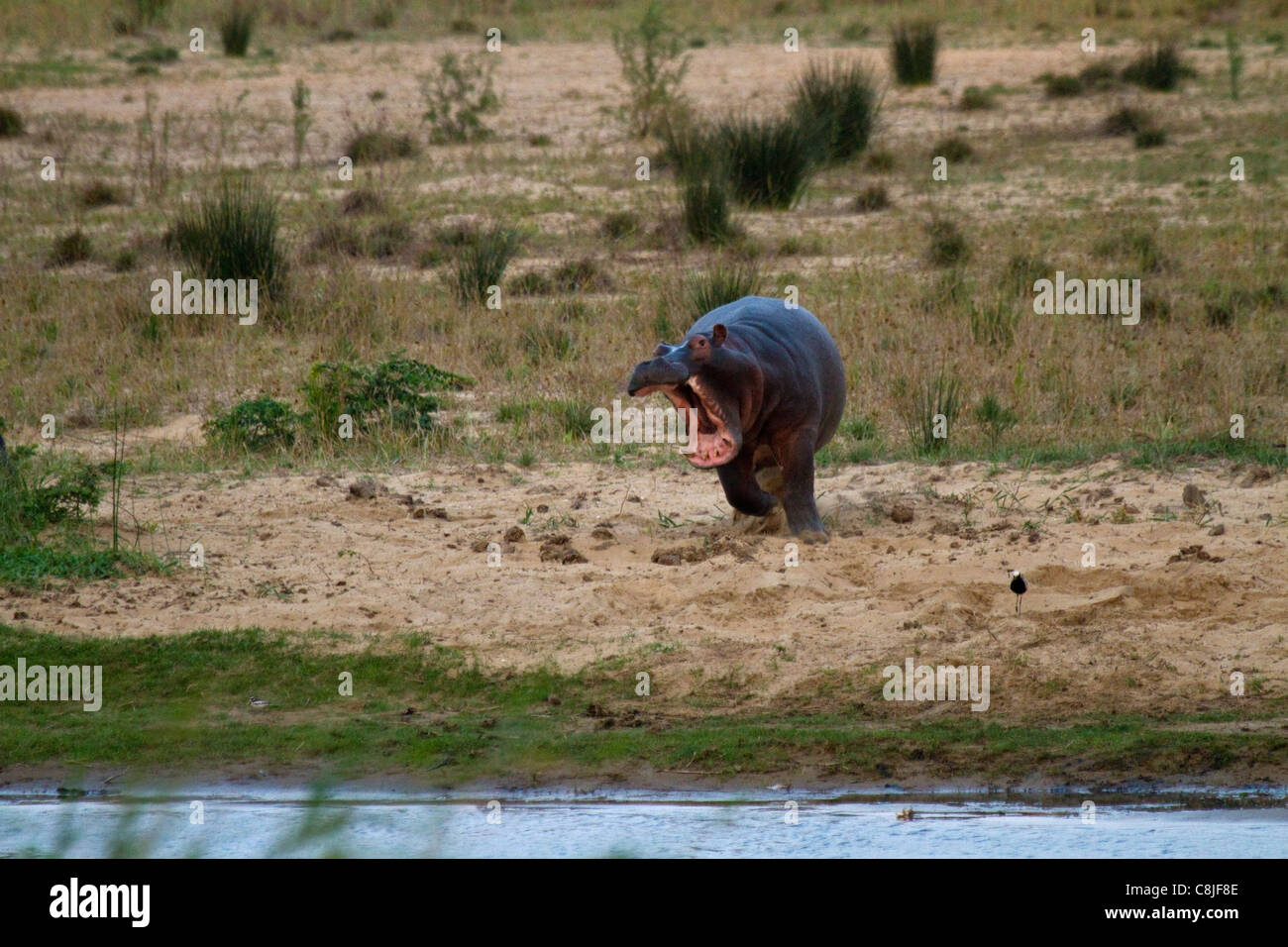 Hippopotame en colère Banque D'Images