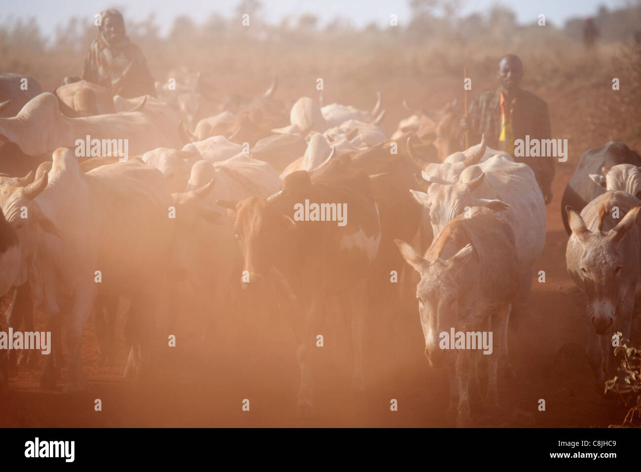 Les éleveurs de bétail dans le nord du Kenya sur la route entre Isiolo et Marsabit Banque D'Images