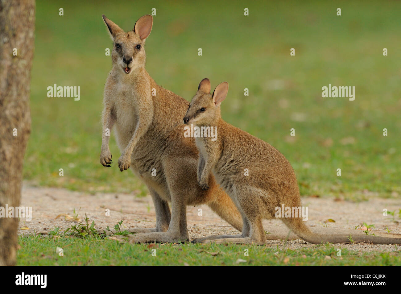 Macropus agilis Wallaby agile et femelle grand joey photographié dans le Queensland, Australie Banque D'Images