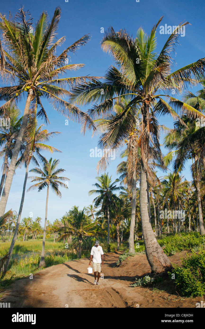 L'homme marchant sur la route avec des cocotiers près de tofo au Mozambique Banque D'Images