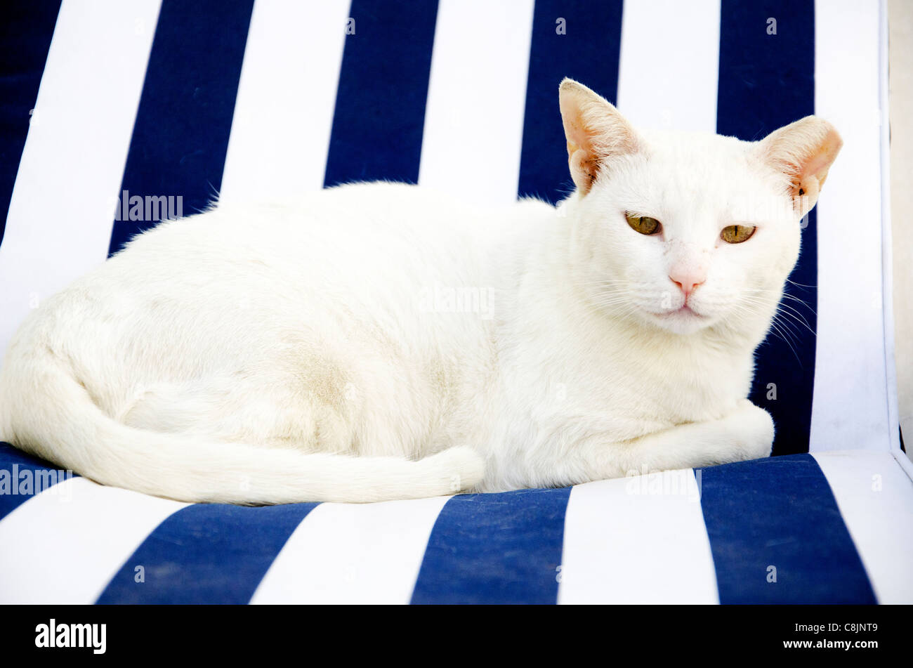 Chat blanc avec des yeux noisette reposant sur fauteuil rayé bleu Banque D'Images