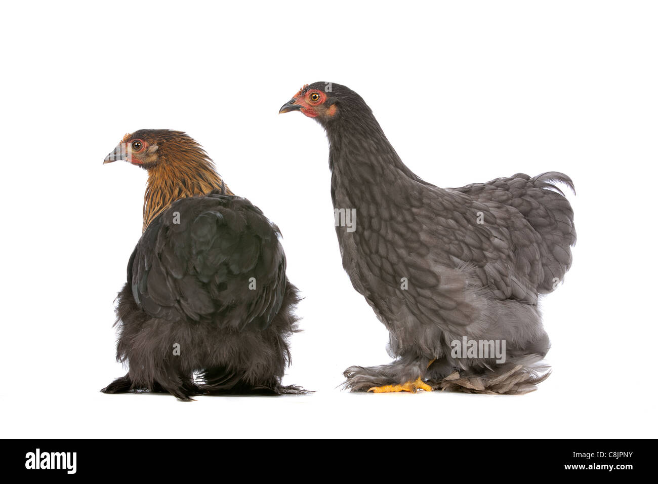 Deux poulets devant un fond blanc Banque D'Images