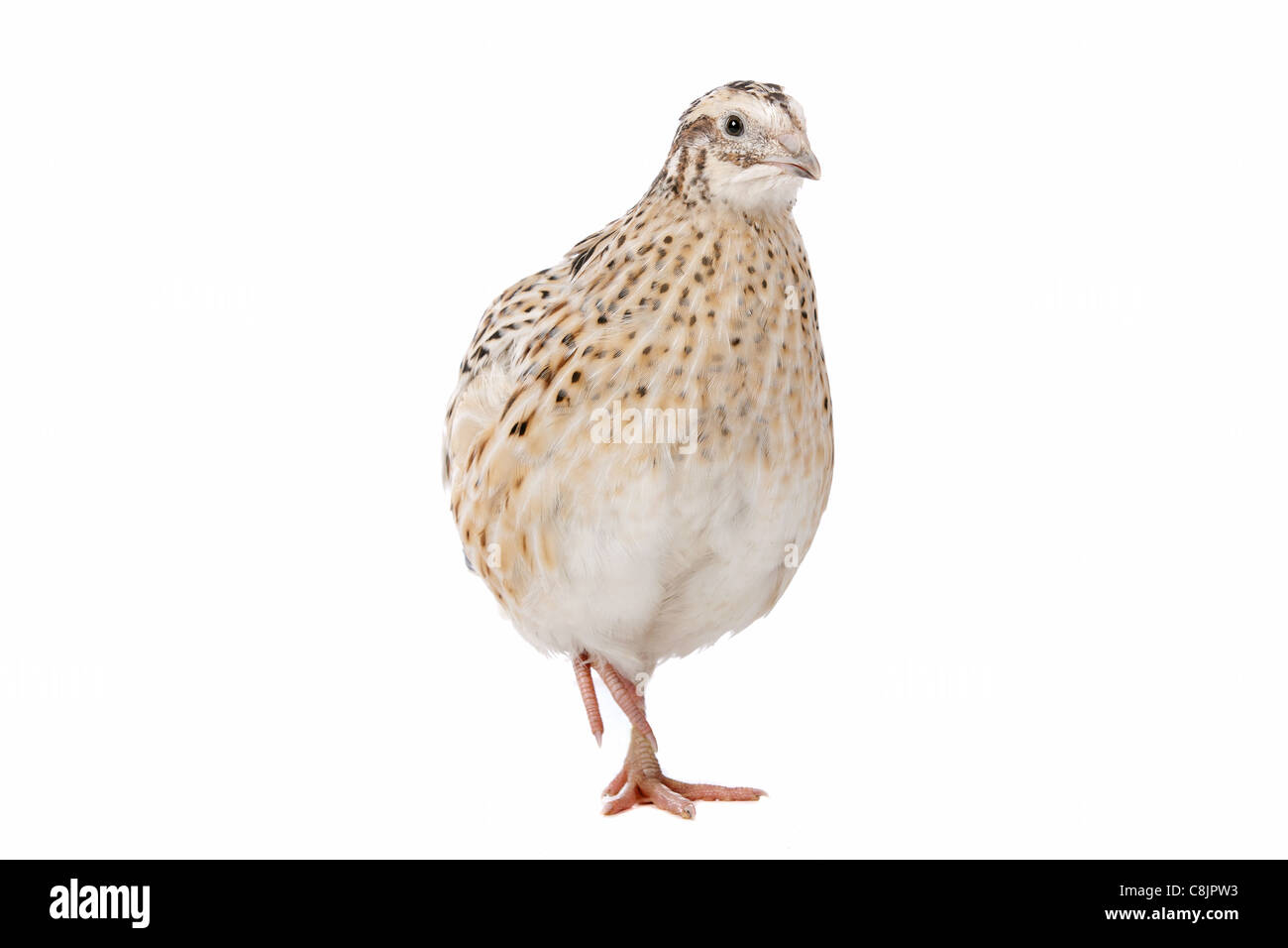Peu de cailles devant un fond blanc Banque D'Images