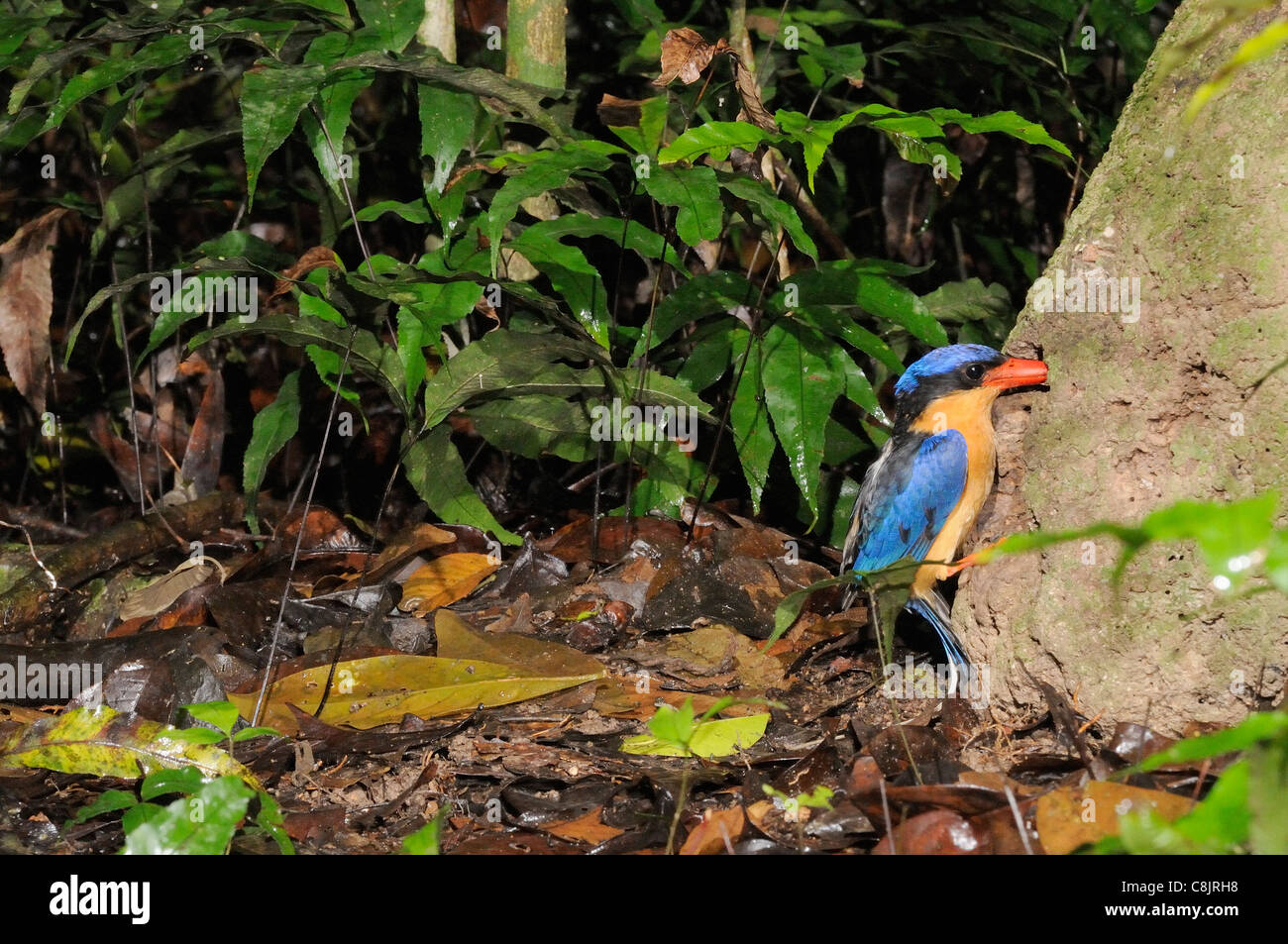 Buff-breasted Paradise Kingfisher Tanysiptera sylvia photographié dans le nord du Queensland, Australie Banque D'Images