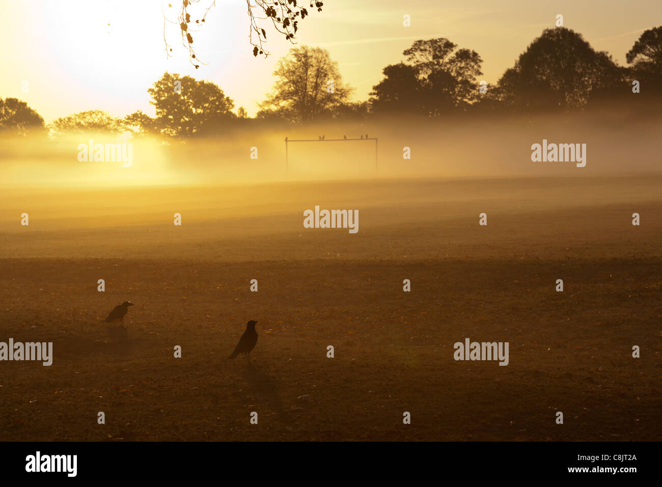 Les Corvidés corbeaux Brouillard Lever du soleil tôt le matin à l'aube. Banque D'Images