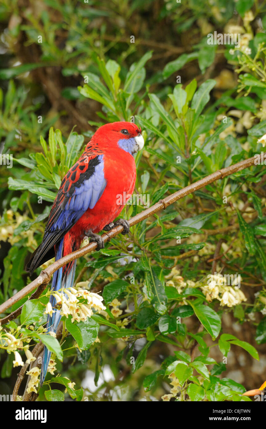 Crimson Rosella Platycercus elegans photographié à Victoria, Australie Banque D'Images