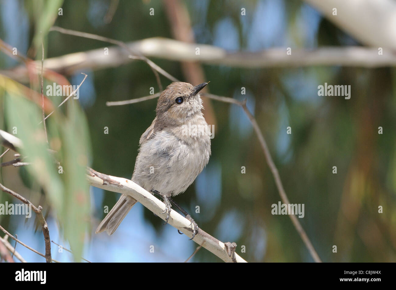 Robin sombre des vittata Melanodryas endémique de Tasmanie photographié en Tasmanie, Australie Banque D'Images Robin sombre des vittata Melanodryas endémique de Tasmanie photographié en Tasmanie, Australie Banque D'Images