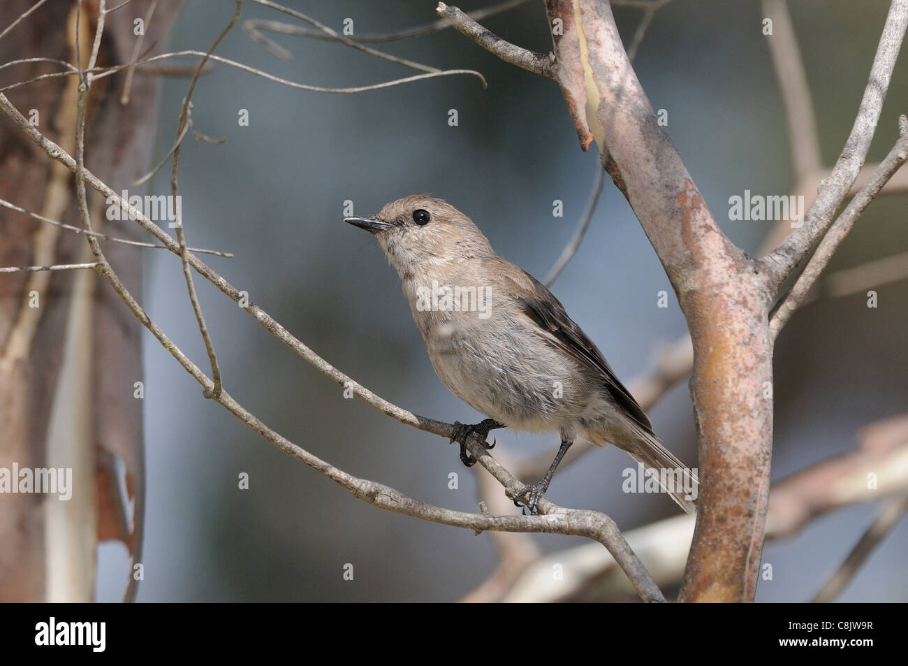 Robin sombre des vittata Melanodryas endémique de Tasmanie photographié en Tasmanie, Australie Banque D'Images Robin sombre des vittata Melanodryas endémique de Tasmanie photographié en Tasmanie, Australie Banque D'Images