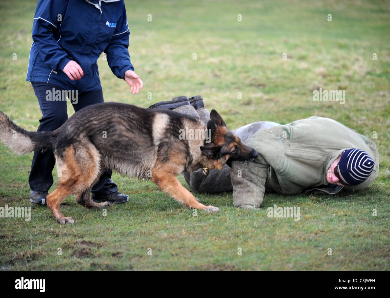 Un berger allemand avec un gestionnaire d'apprendre à appréhender un homme  (vêtu d'une combinaison de protection de la morsure) à une formation de  chien cen Photo Stock - Alamy