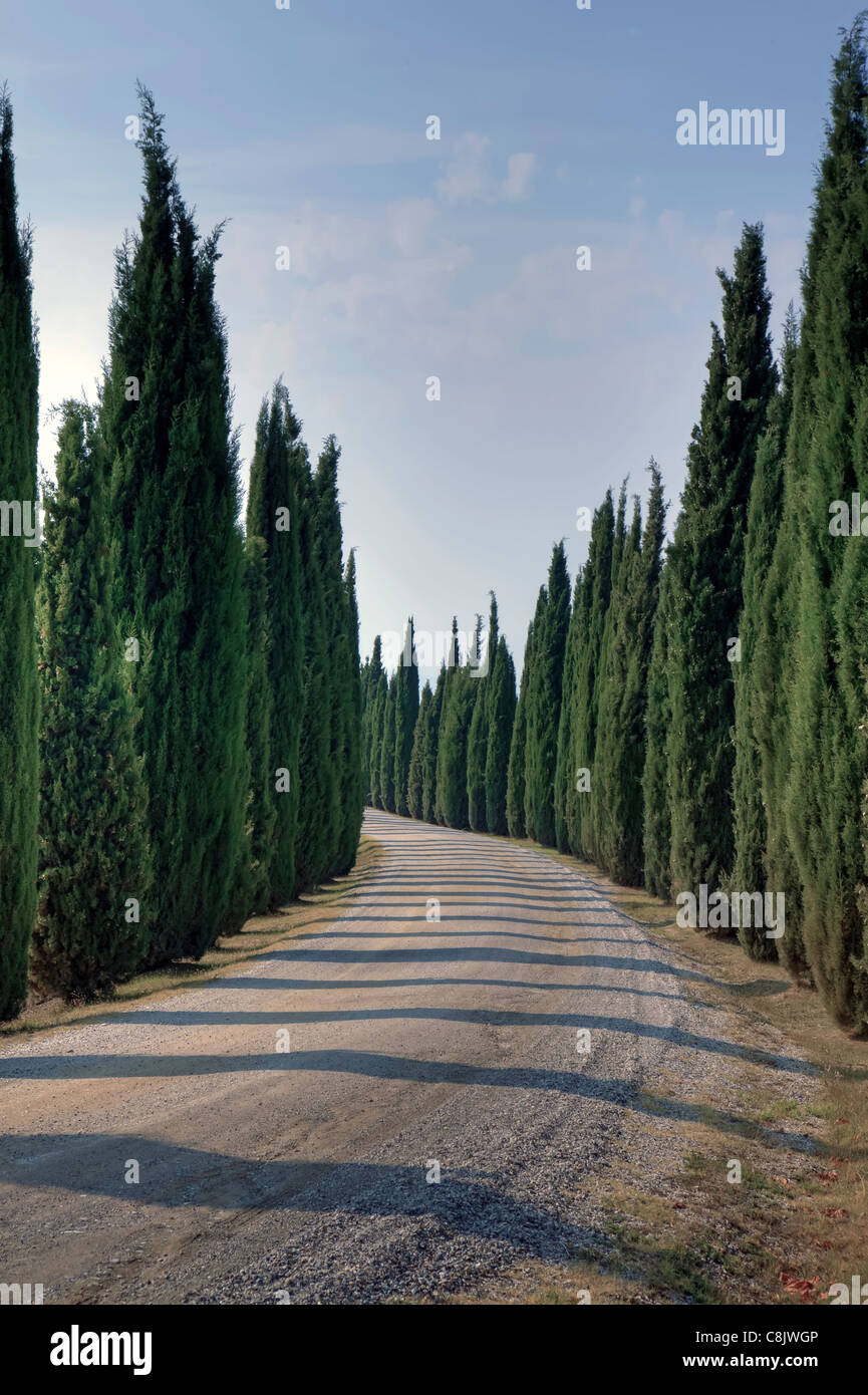 Une avenue de cyprès en Toscane Banque D'Images