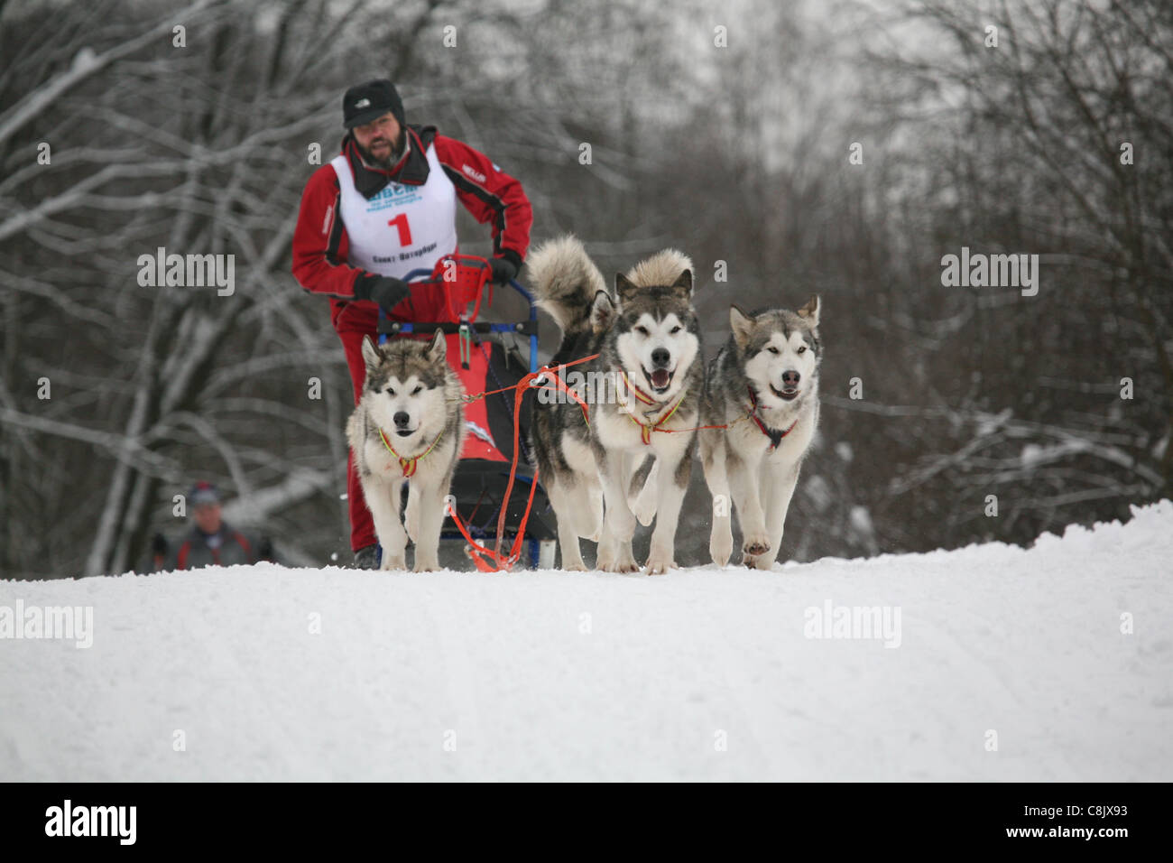 Course chiens husky Banque D'Images