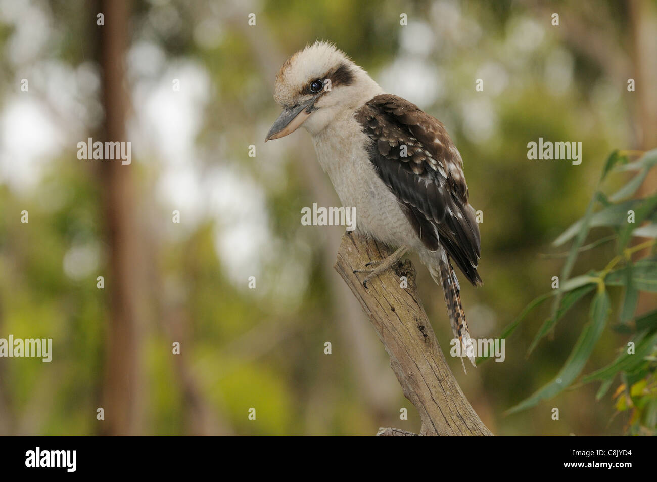 Laughing Kookaburra Dacelo novaeguineae photographié à Victoria, Australie Banque D'Images