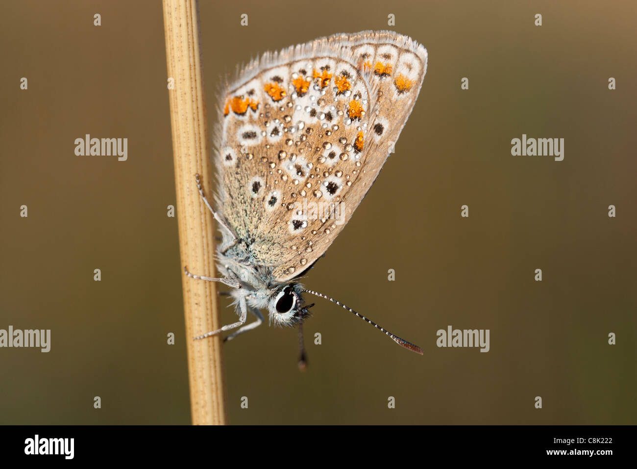 Papillon bleu commun repose sur une tige d'herbe le séchage des ailes dans un pré dans le Hampshire Banque D'Images