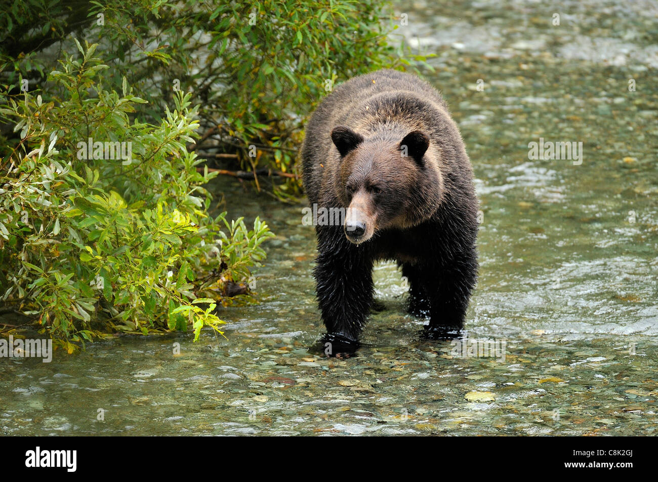 Un ours grizzli adulte qui se débarbote dans un ruisseau clair à la recherche du saumon frai. Banque D'Images