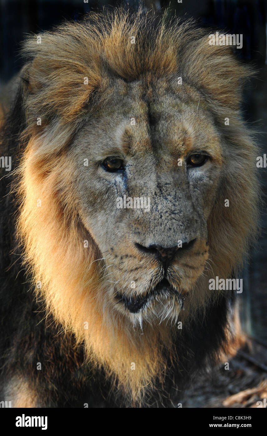 LION asiatique au zoo de Bristol Banque D'Images