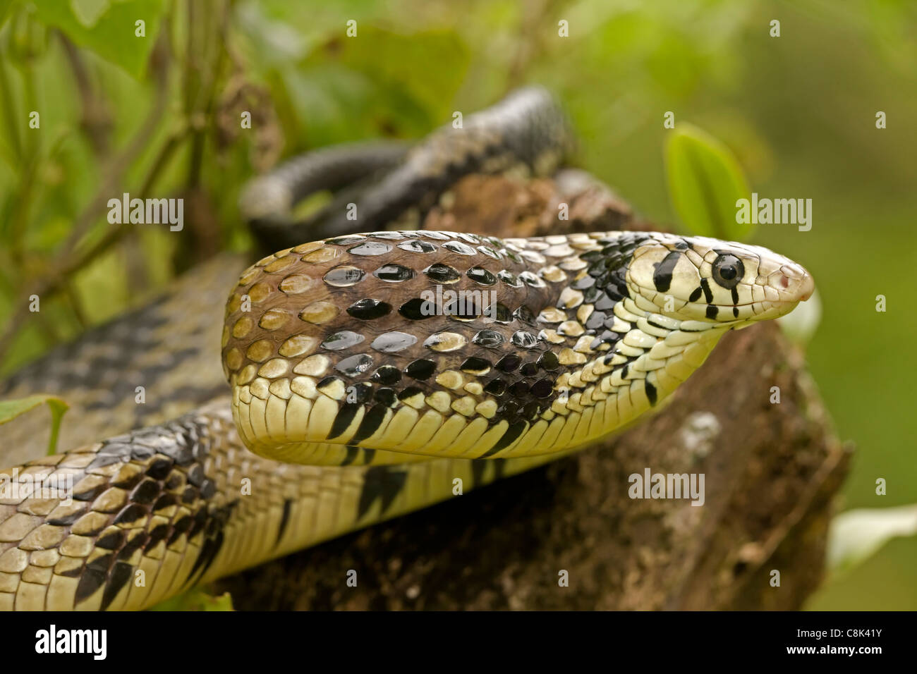 Rat Snake - Tropical (Spilotes pullatus) - Costa Rica - tropical rainforest Banque D'Images