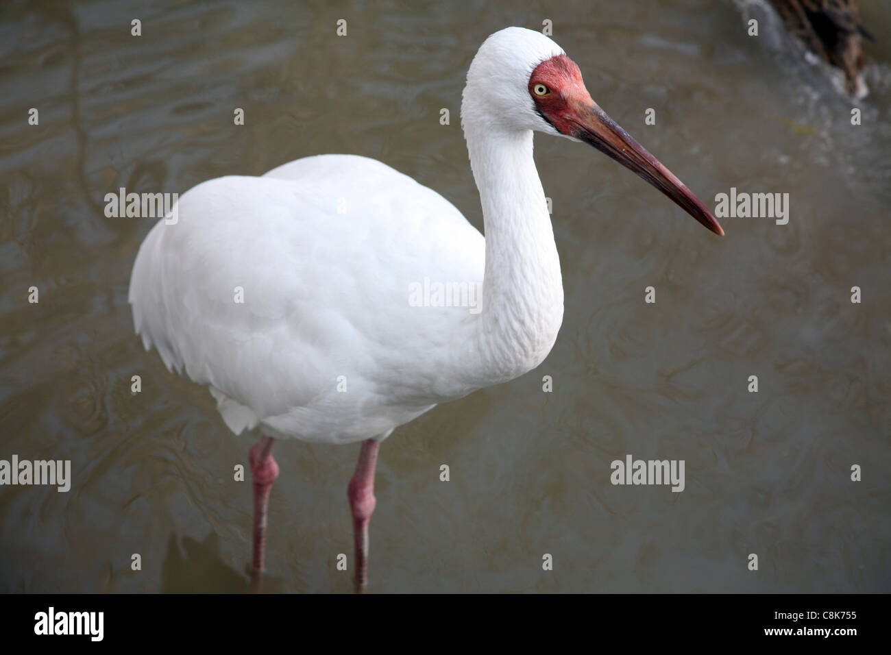Ibis blanc est un oiseau en péril de la Chine Banque D'Images