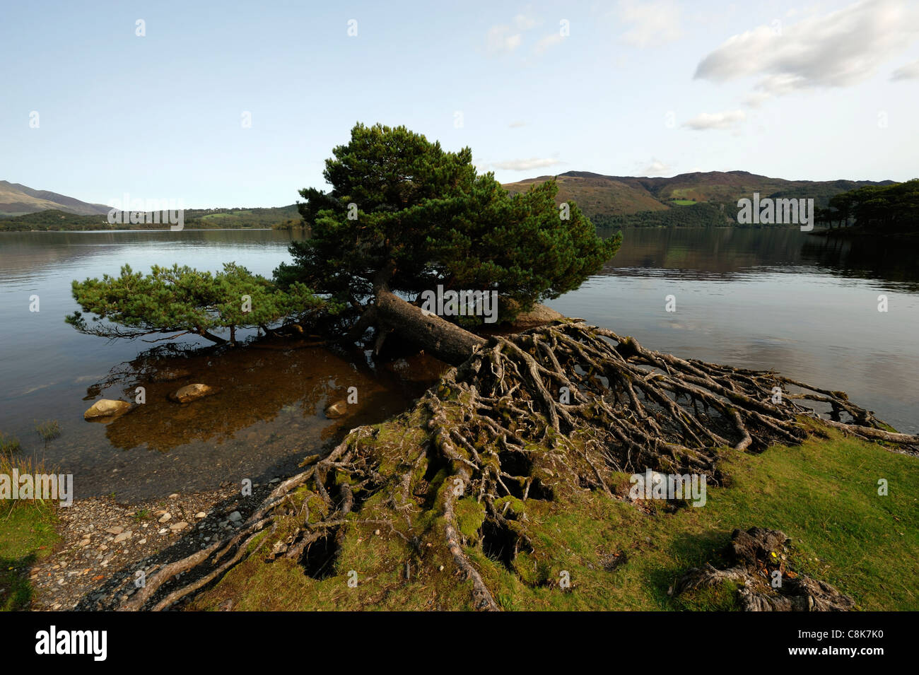 Arbre généalogique des rives sur Derwent Water Lake District Banque D'Images