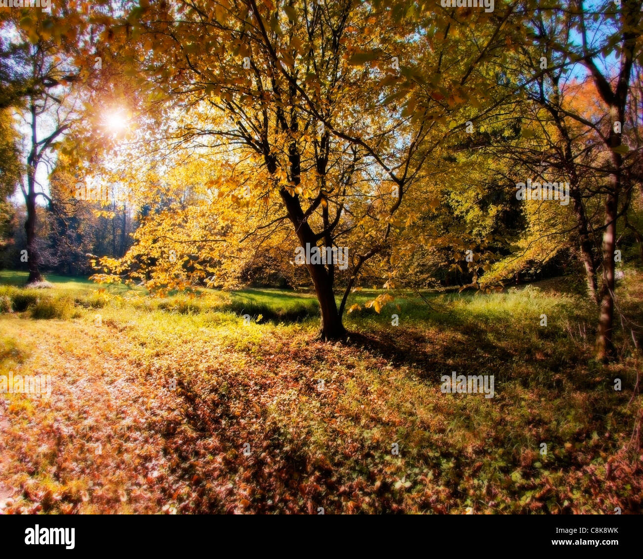 DE - La Bavière : l'automne dans le parc du château de Nymphenburg, Munich Banque D'Images