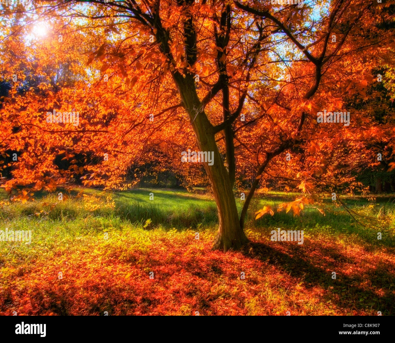 DE - La Bavière : l'automne dans le parc du château de Nymphenburg, Munich (image HDR) Banque D'Images