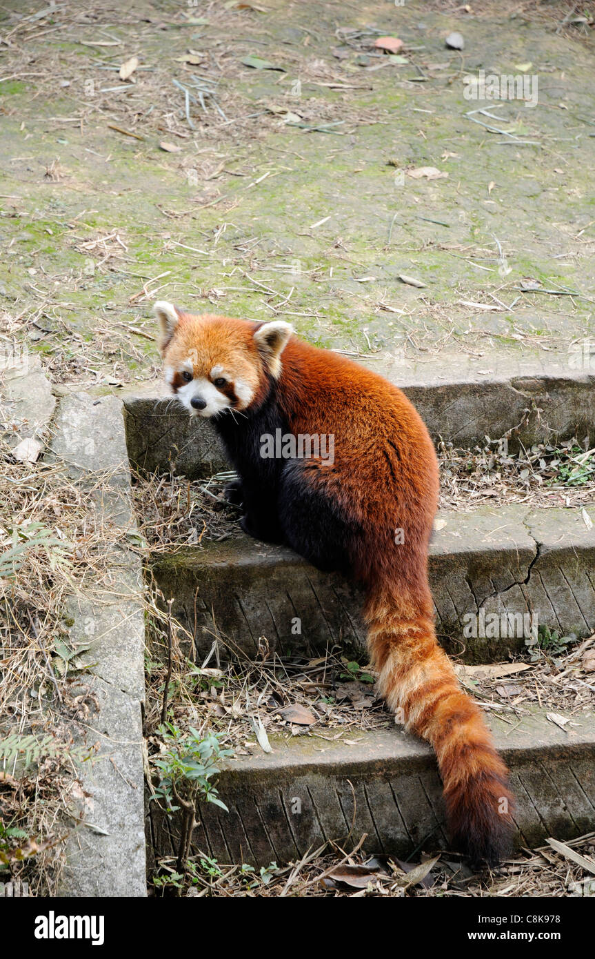 Le panda rouge (Ailurus fulgens ou shining-CAT), un petit mammifère arboricole originaire de l'Est de l'Himalaya et le sud-ouest de la Chine. Banque D'Images