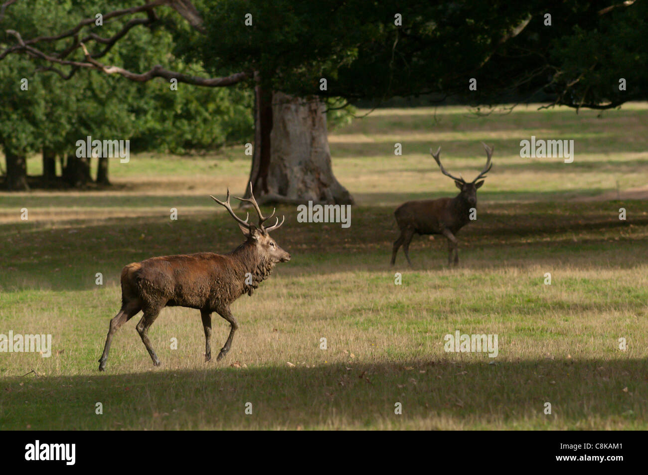 Red Deer rut pendant l'automne Banque D'Images