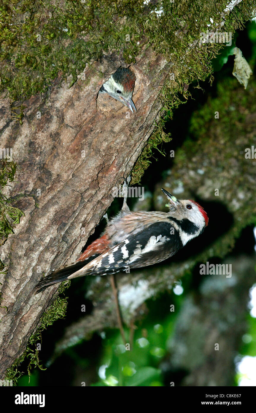 Pic mar (Dendrocopos medius) au nid, Abruzzo, Italie Banque D'Images