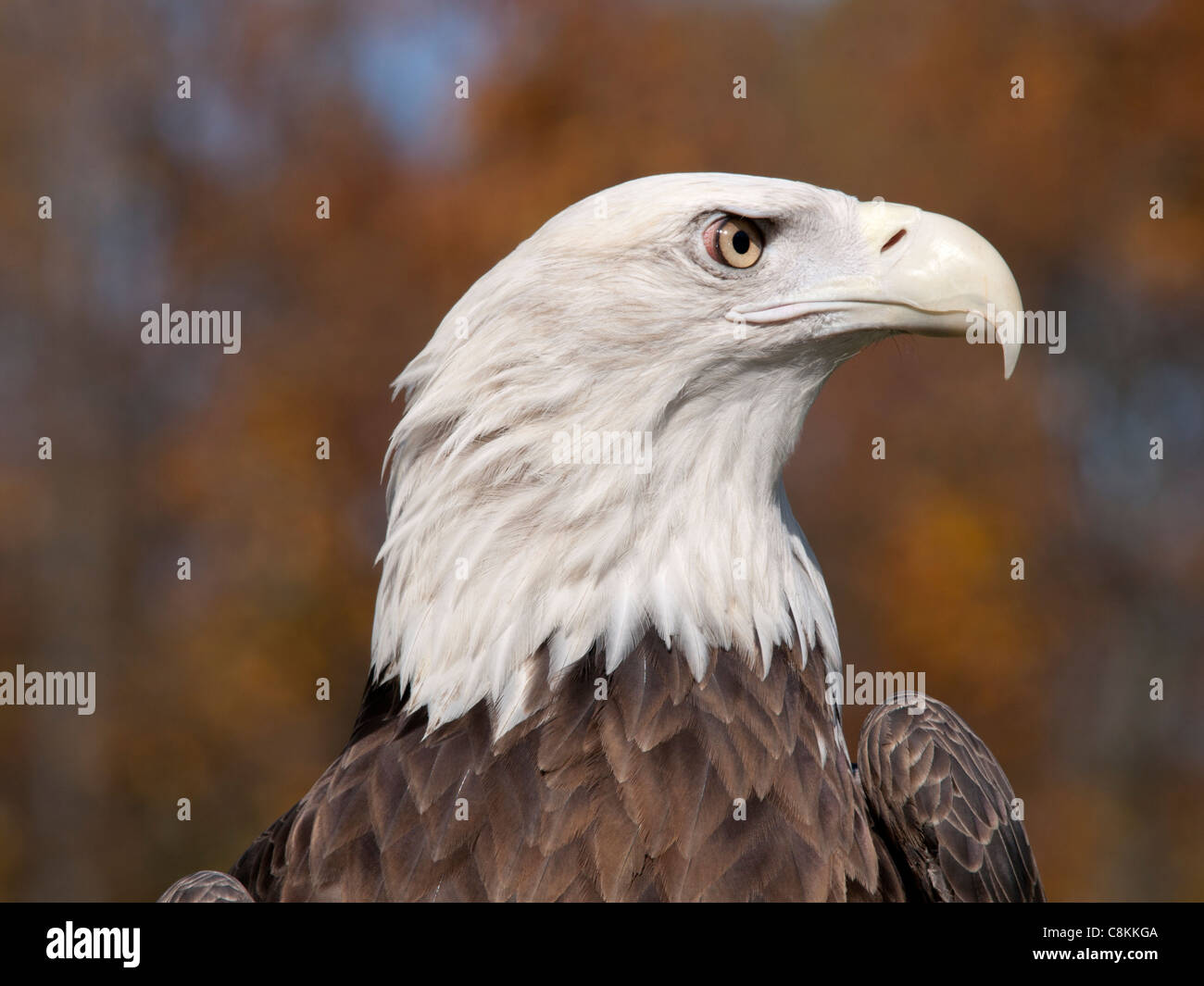 Pygargue à tête blanche près de la tête contre un beau paysage d'automne des arbres colorés. Le Pygargue à tête blanche est l'oiseau national des États-Unis d'Amérique Banque D'Images