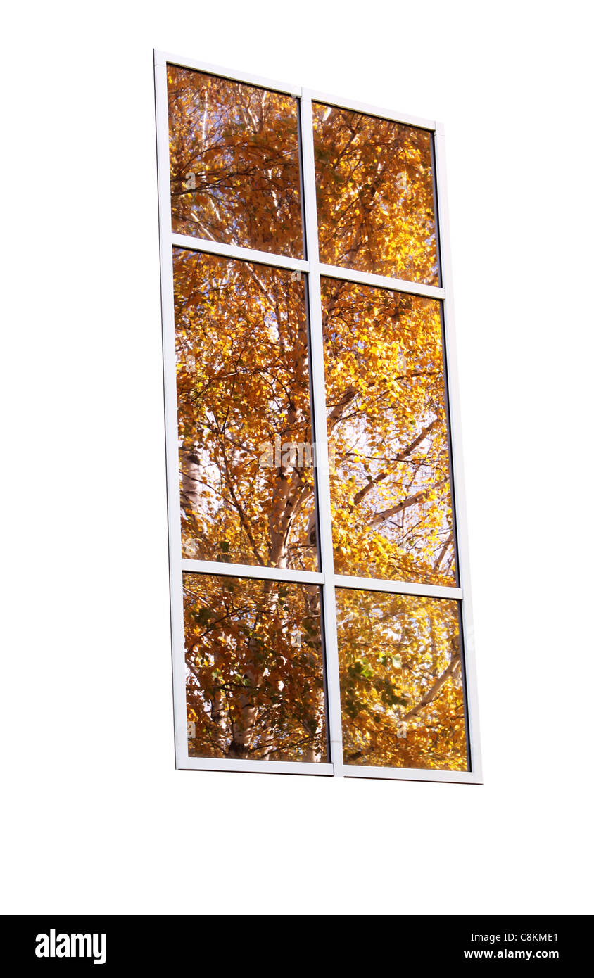 Reflet de bouleau dans fenêtre isolated on white Banque D'Images