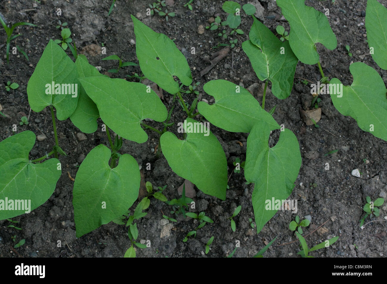 Des plants de haricot vert (Phaseolus cultivar) dans le jardin de légumes,la mi-juin, au Michigan, USA Banque D'Images