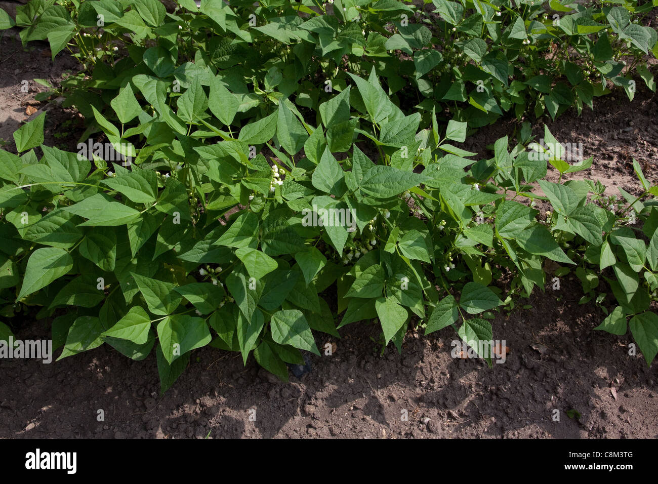 La floraison des plants de haricot vert (Phaseolus cultivar) dans le jardin de légumes,la mi-juin, au Michigan, USA Banque D'Images
