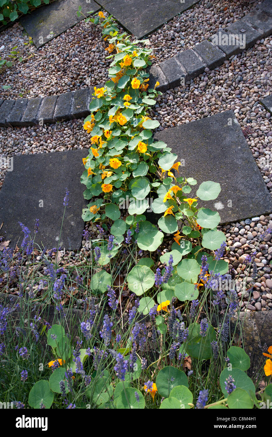 Vigne longue de capucines jaunes sur un passage à niveau et pavée sentier de gravier d'une bordure de fleurs Banque D'Images