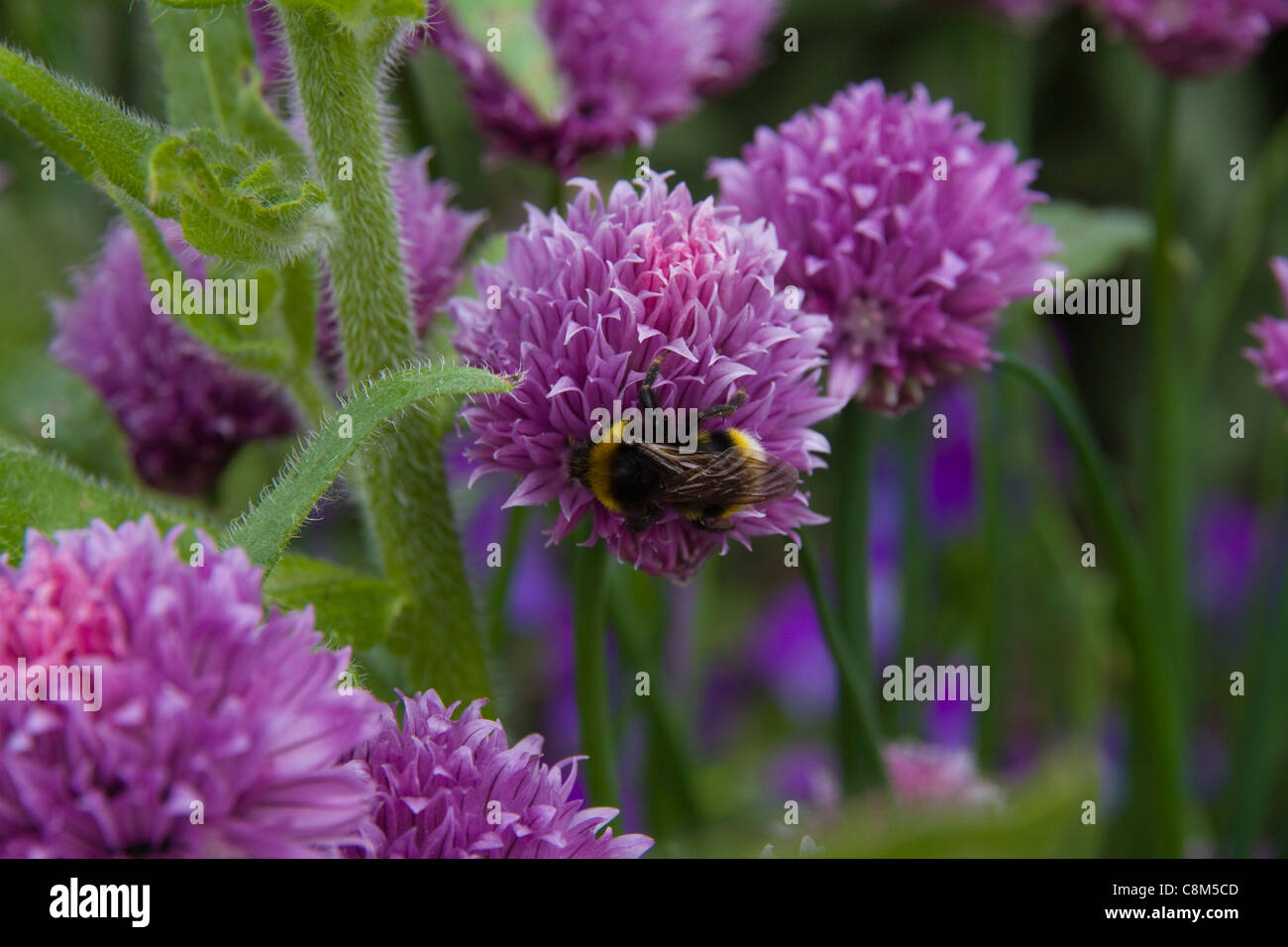 Une abeille sur la ciboulette dans la frontière de l'abeille à la Cambridge University Botanic Garden Banque D'Images