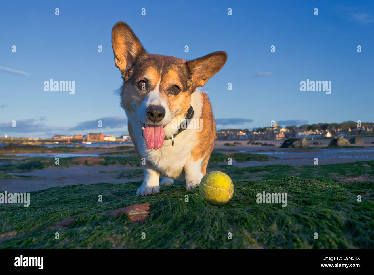 Corgi Cardigan homme (chien) jouant avec une balle de tennis sur la plage. Banque D'Images