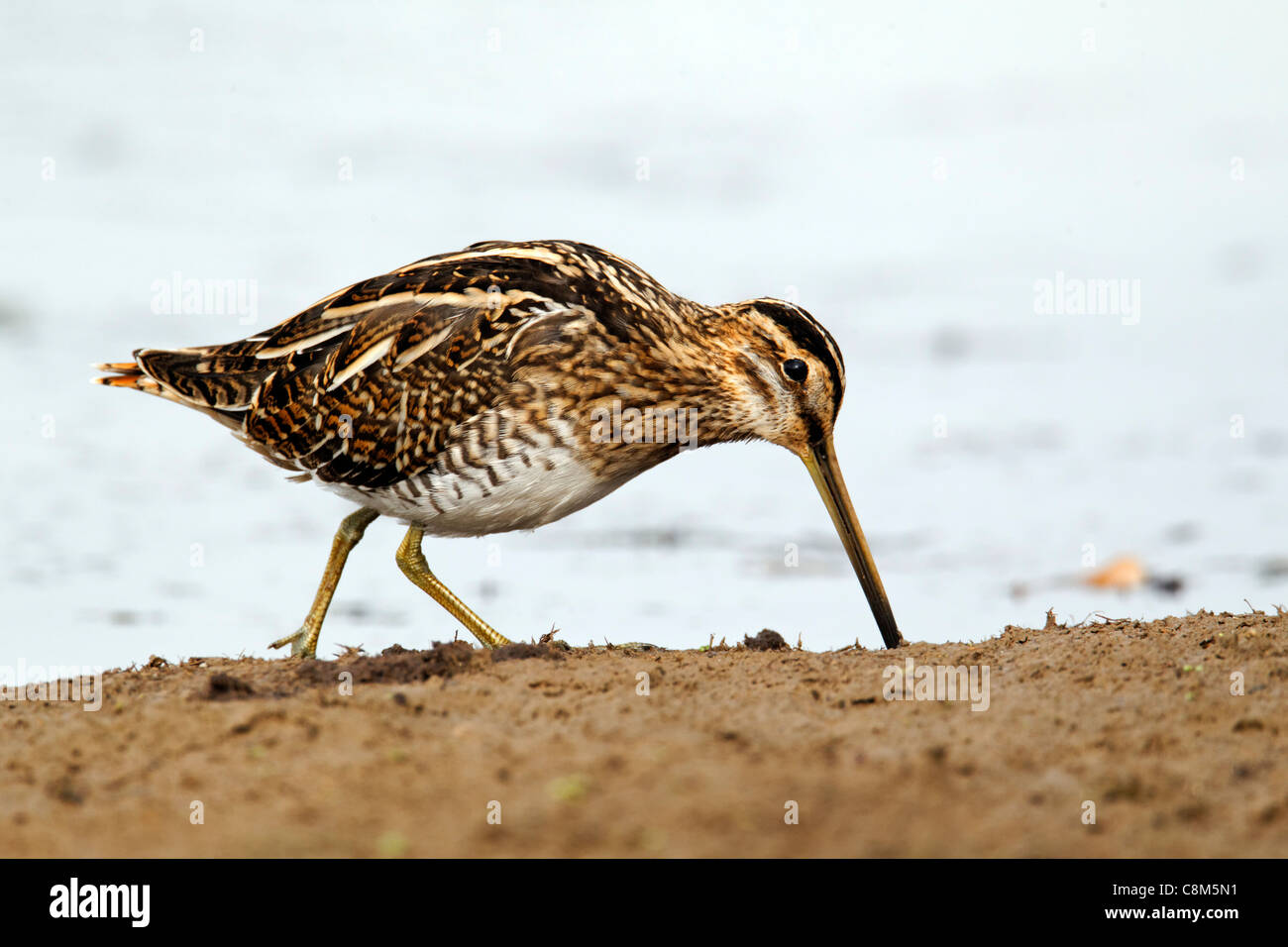 La bécassine des marais Gallinago gallinago, seul oiseau par l'eau, dans le Warwickshire, Octobre 2011 Banque D'Images