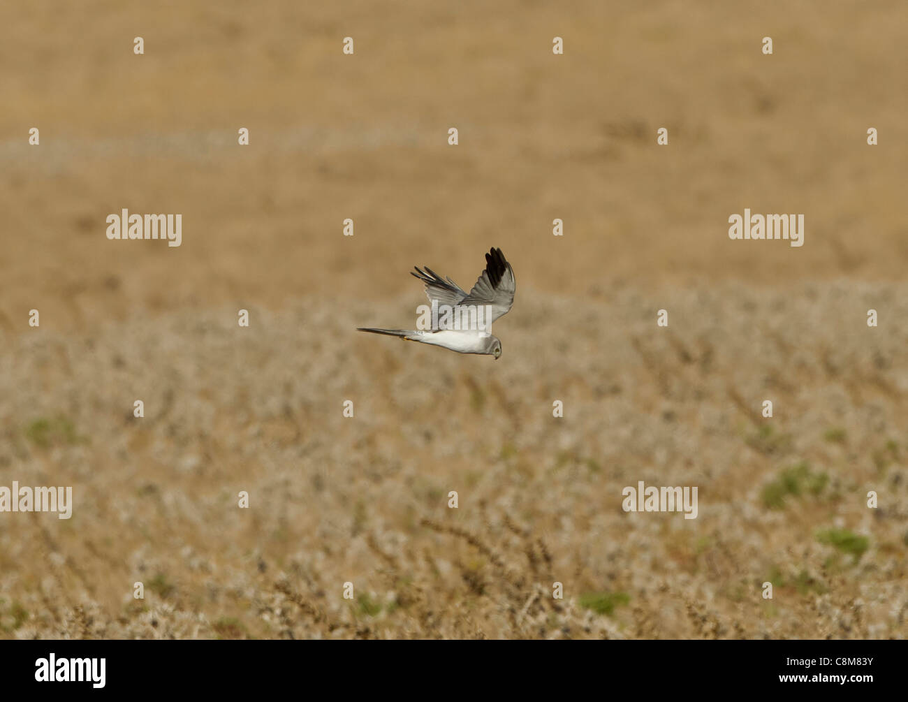 Busard pâle Circus macrourus mâle adulte, la chasse dans les champs dans la Janda Tarifa Andalousie Espagne en Octobre Banque D'Images