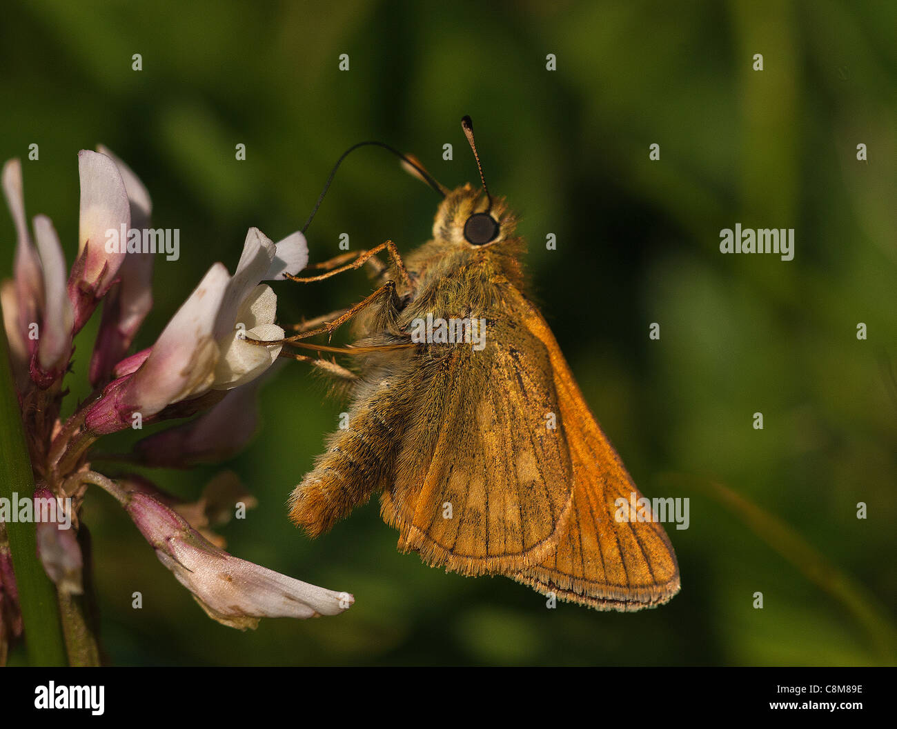 Grand Skipper Butterfly se nourrissant de trèfle, avec ses ailes loin de son corps, montrant comment il se nourrit sur les fleurs. Banque D'Images