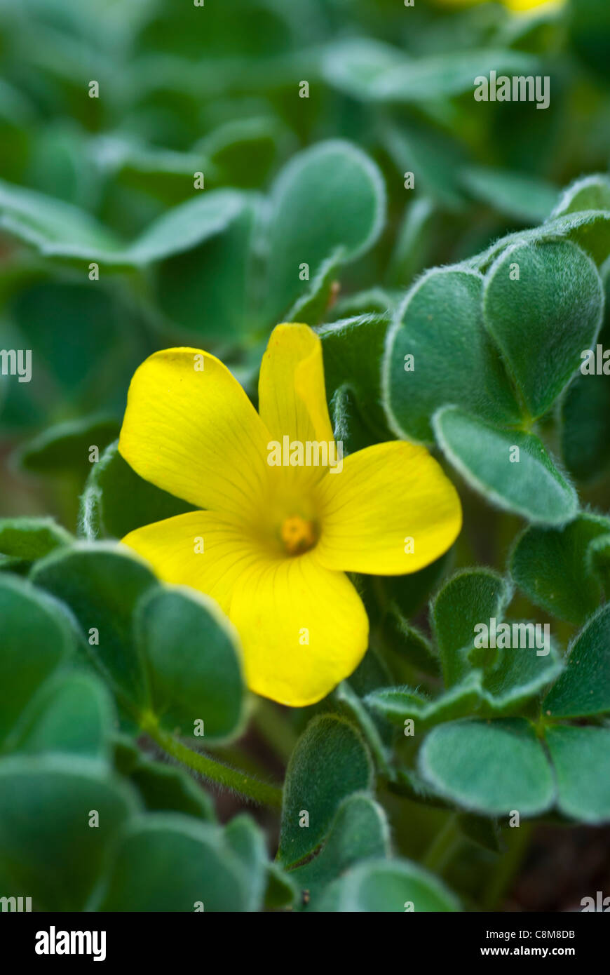 Ken Aslet Oxalis 'purpurea' Banque D'Images