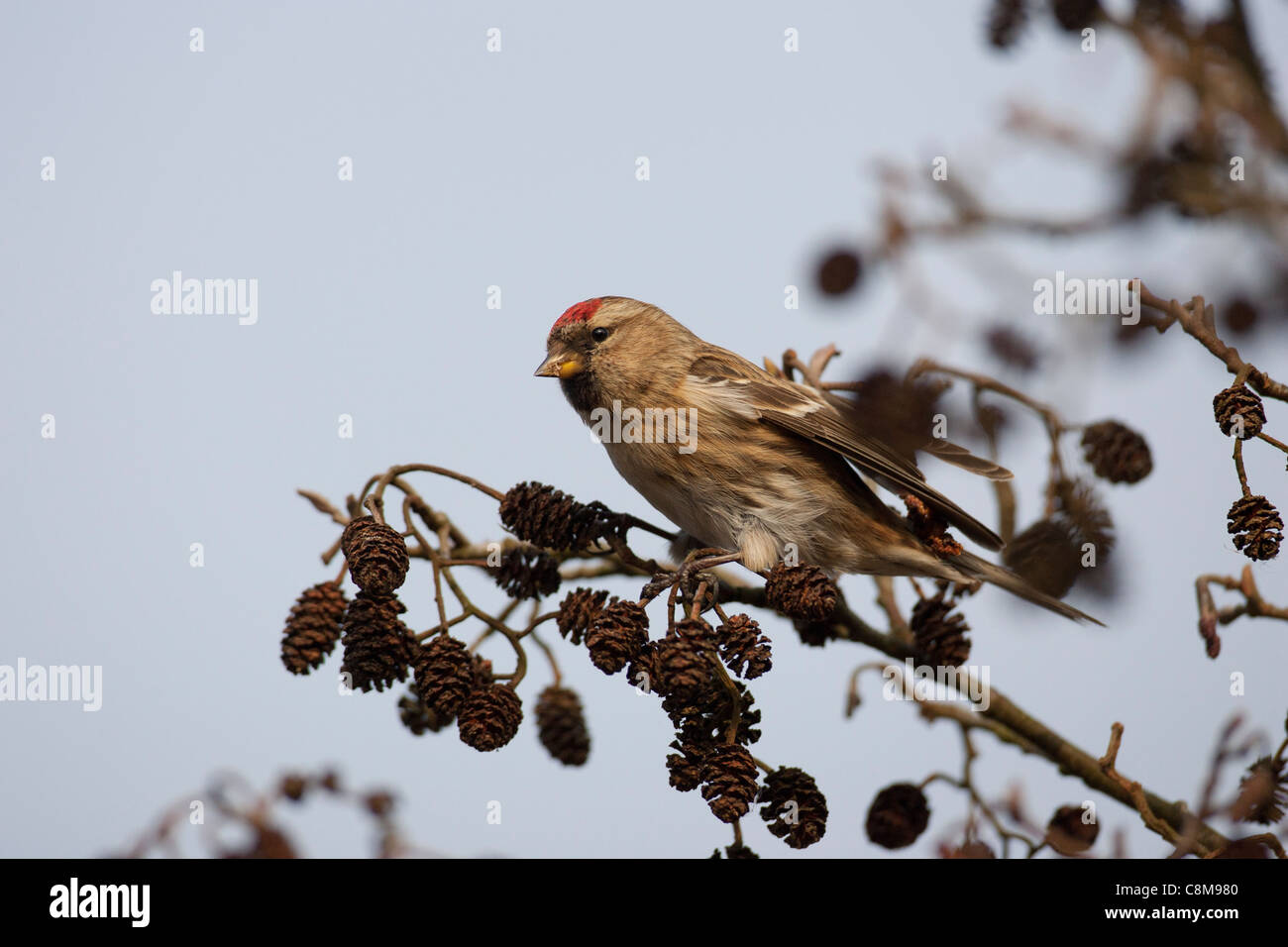 Sizerin flammé mange les graines sur un arbre sur les Norfolk Broads Banque D'Images